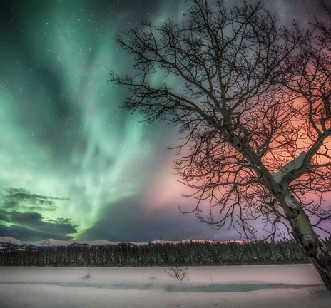 Framed Northern Lights and Bare Tree, Yukon River, Yukon, Canada Print