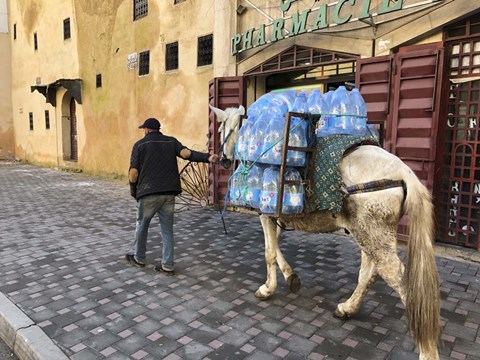 Framed Mule Carrying Water, Through the Medina in Fes, Morocco, Africa Print