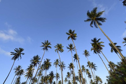 Framed Low Angle View Of a Group Of Palm Trees in Kauai, Hawaii Print