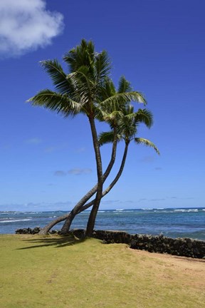 Framed Palm Trees on the Coast Of Hauula, Oahu, Hawaii Print