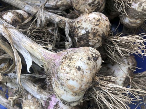 Framed Freshly Harvested Garlic Bulbs, Close-Up Print