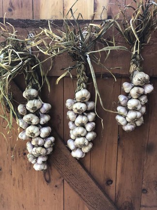 Framed Garlic Braids Hanging on a Barn Door Print