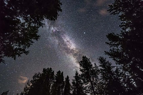 Framed Summer Milky Way Looking Up Through Trees in Banff National Park Print