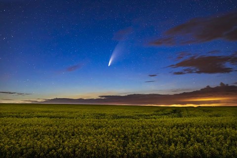 Framed Comet NEOWISE Over a Ripening Canola Field Print