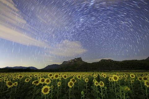 Framed Star Trails Among the Passing Clouds Above a Sunflower Filed Near Bangkok, Thailand Print