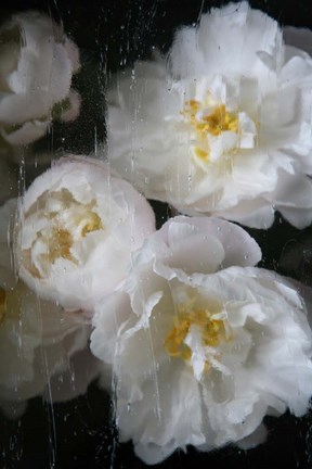 Framed Paris Bloom - Market Flowers Print