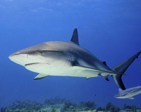 Framed Reef Shark, Tiger Beach Print