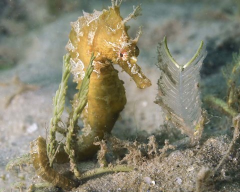 Framed Lined Seahorse in Sea Grass Print