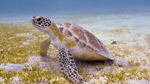 Framed Green Turtle in the Sea Grass Print