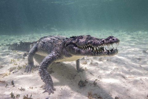 Framed Crocodile Stalking Its Prey Print