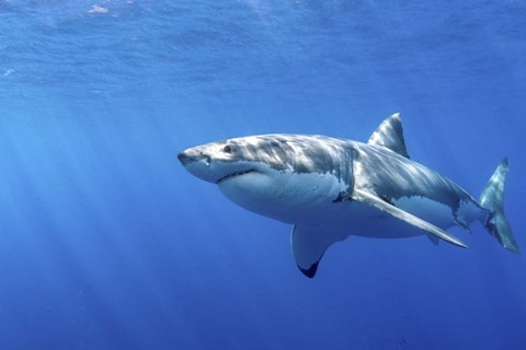 Framed Great White Shark in Guadalupe Mexico Print