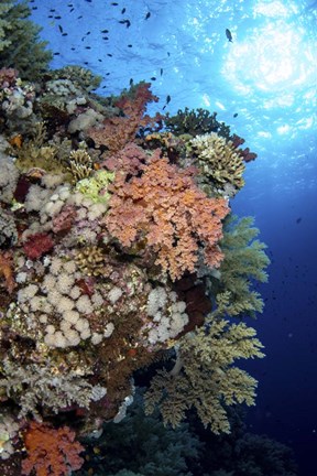 Framed Beautiful Soft Coral Reef in the Red Sea, Red Sea Print