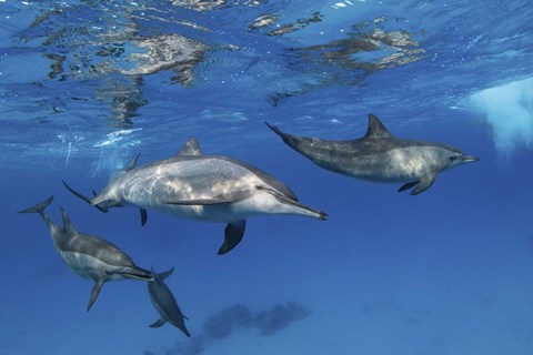 Framed Pod Of Spinner Dolphins Plays Near the Surface Of Red Sea Print