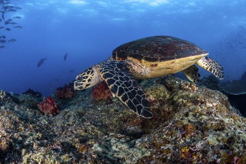 Framed Hawksbill Turtle Glides Over a Reef in Search Of a Meal Print