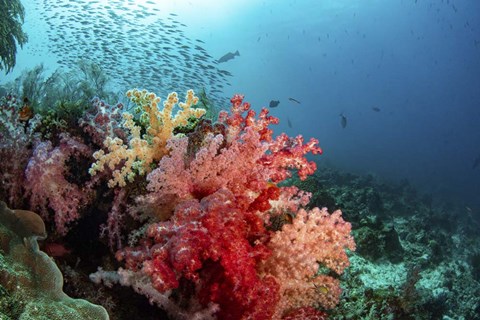 Framed Soft Corals Adorn the Reef and Fish Are Plentiful Print