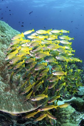 Framed School Of Fish Bonds Tightly Together For Protection Print