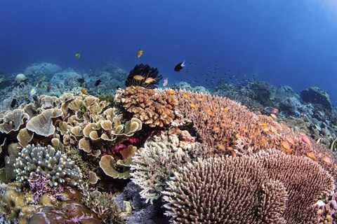 Framed Beautiful Hard Coral Reef Supports a Healthy Ecosystem Print