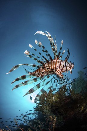 Framed Lionfish Hovers Over a Coral Reef As the Sun Sets Print