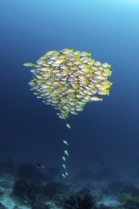 Framed School Of Fish With a Few Stragglers Catching Up to the School Print