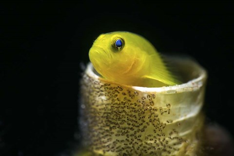 Framed Lemon Goby With Its Eggs On the Side Of a Tube Worm Hole Print