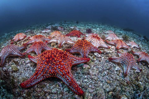 Framed Panamic Cushion Stars Gather On the Sea Floor Print
