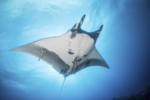 Framed Giant Manta Ray Soars By Under the Sun Print