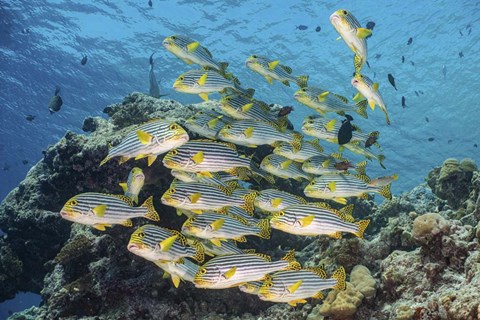 Framed School Of Sweetlip Fish Stacked Up Against a Coral Head Print