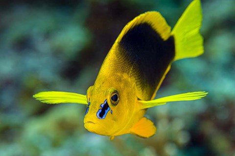 Framed Shy Hamlet Print