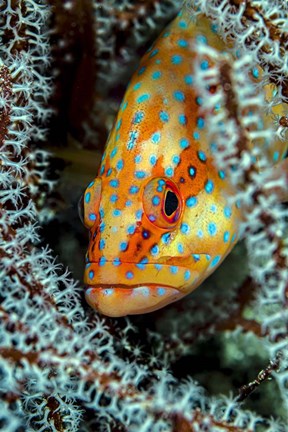 Framed Coral Grouper Peaking Through a Gorgonian Print