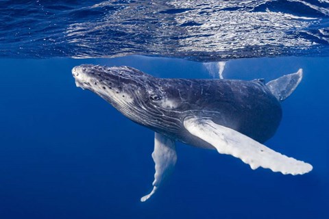 Framed Humpback Whale Calf Playing At the Surface Print