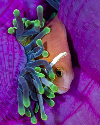 Framed Maldive Anemonefish Finding Comfort in Its Anemone Print