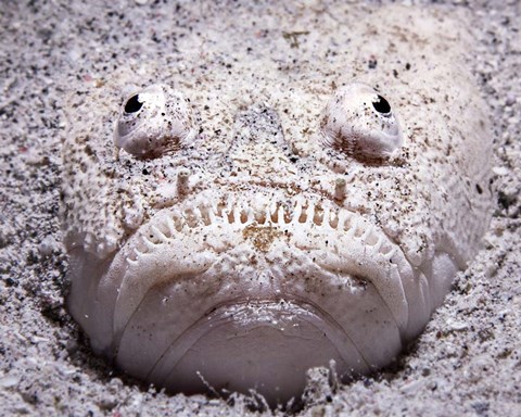 Framed Stargazer Fish Sits Buried in the Sand Waiting For Prey Print