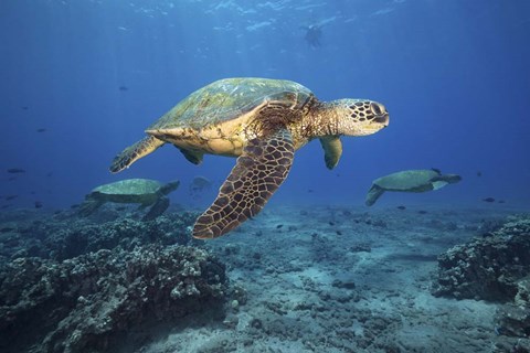 Framed Green Sea Turtles Off Maui, Hawaii Print