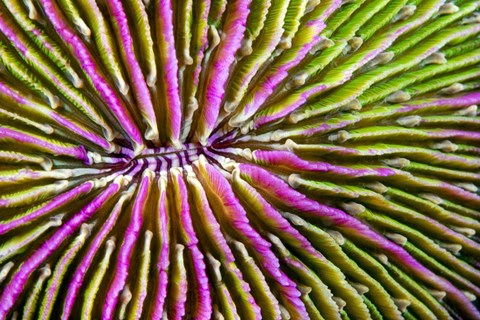 Framed Mouth Detail Of a Colorful Mushroom Coral Print