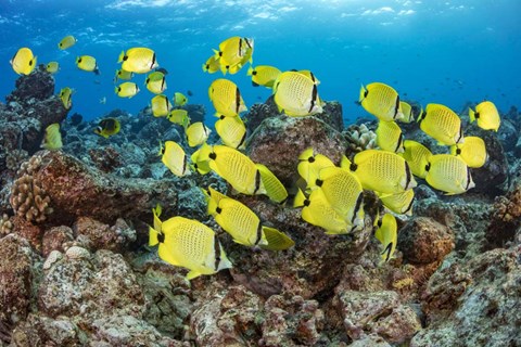 Framed Schooling Milletseed Butterflyfish Print