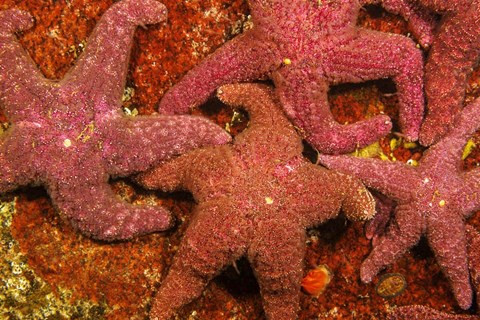 Framed Group Of Ochre Sea Stars Print