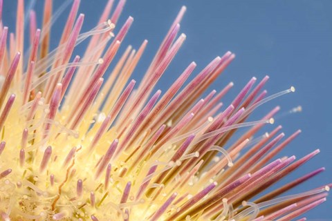 Framed Close-Up of a Variegated Urchin Print