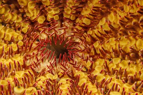 Framed Close-Up Look At the Underside Of the Crown-Of-Thorns Starfish Print