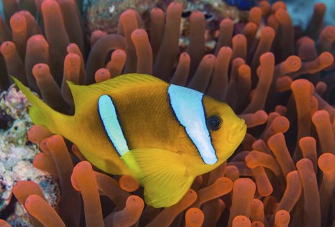 Framed Red Sea Clownfish Print