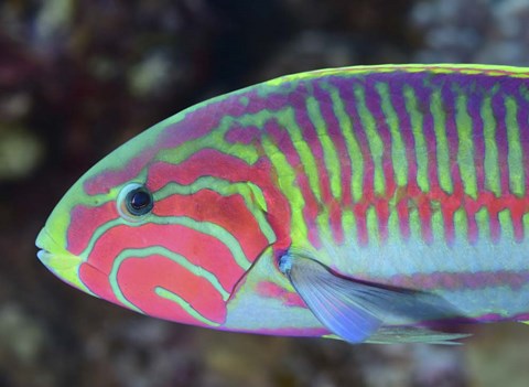 Framed Surge Wrasse Print