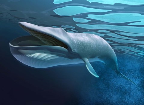 Framed Blue Whale Underwater With Caustics On Surface Print
