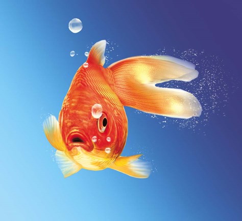 Framed Goldfish With Water Bubbles Print