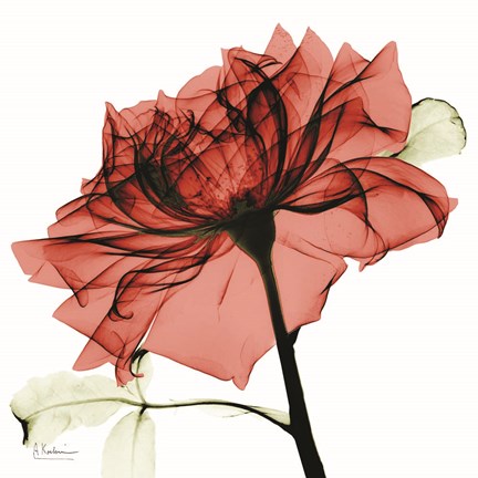 Framed Red Rose Print