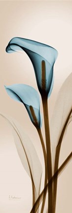 Framed Blue Calla Lily Print