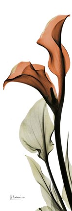 Framed Terracotta Calla Lily Print