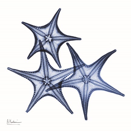 Framed Blue Three Starfish Print