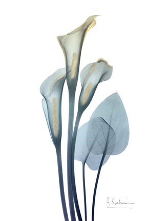 Framed Gold Splash Calla Lily 2 Print