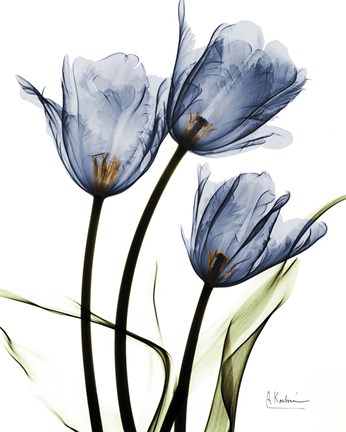 Framed Indigo Infused Tulips Print