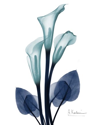 Framed Midnight Calla Lily 1 Print