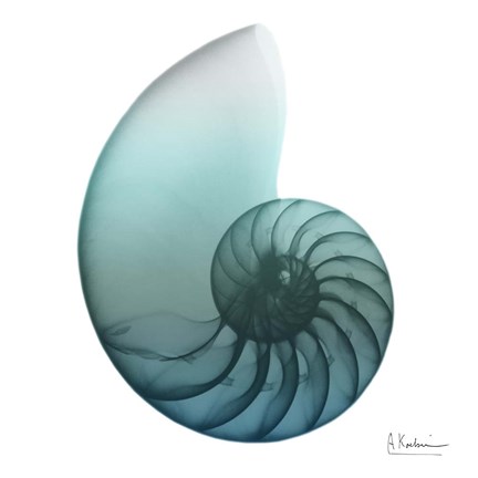 Framed Water Snail 4 Print